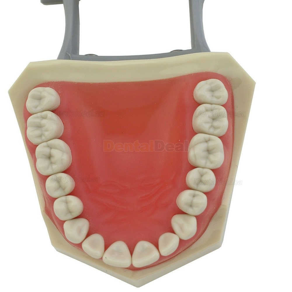 Dental Typodont Model 32Pcs Teeth M8030 Fit Columbia 860